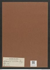 Nitzschia arcuata Greg. (de-Toni-Nr.: Genus 47, Species 2141) Zeichnungen Sammlung Grunow Mappe 02273 (Herbarium_W_Grunow_drawings_Folder_02273)